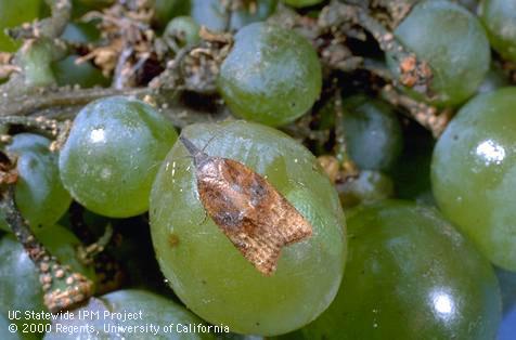 Figure 1. Omnivorous leafroller moth on a grape berry (Image: Jack Kelly Clark, University of California) Brown and tan coloured moth on a green grape