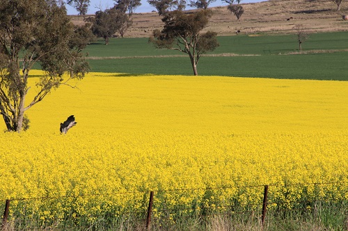 Grain crops