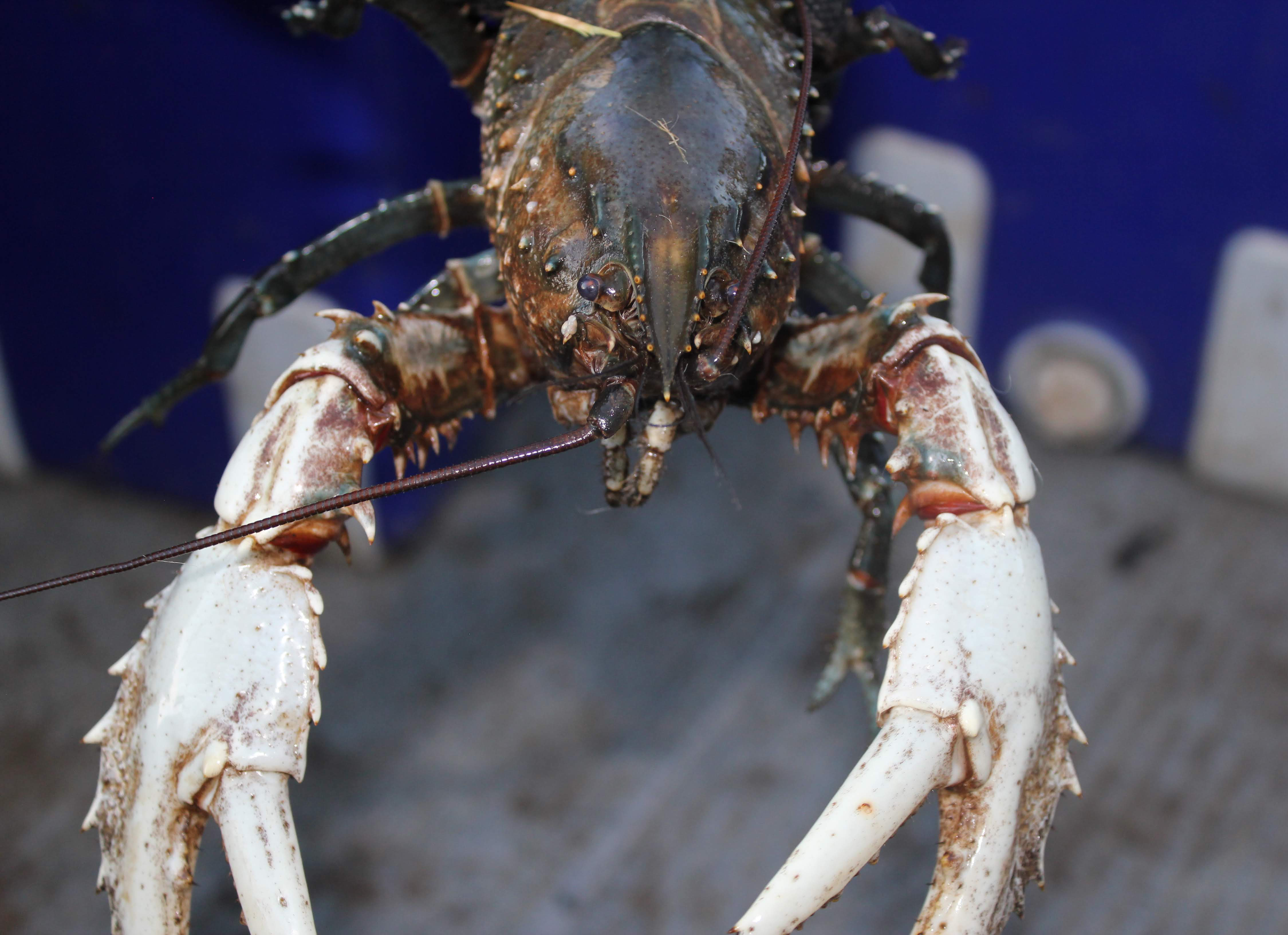 Murray Crayfish Credit: Erin Lake