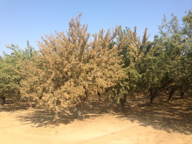 An almond orchard with one tree showing yellow/brown discolouration of whole canopy and an adjacent tree showing discolouration in part of the canopy, otherwise amongst healthy looking trees