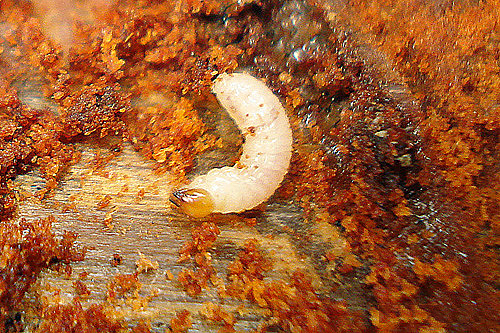 Figure 2 Burnt pine longhorn beetle larva (about 25 mm) surrounded by red brown frass (Image: Phil Bendle, T.E.R.R.A.I.N, NZ) a creamy white larva with a light brown head on a piece of wood surrounded by red brown frass (sawdust like insect poo)
