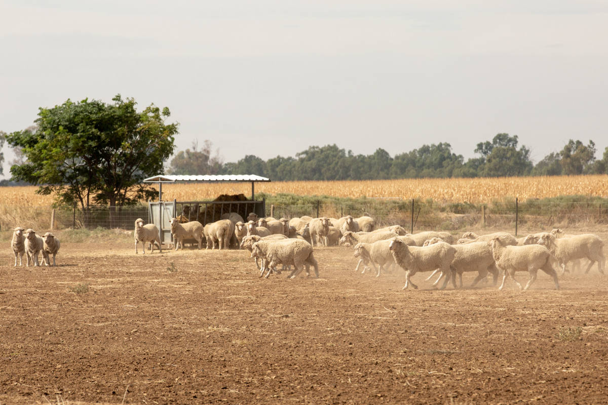 Sheepmeat