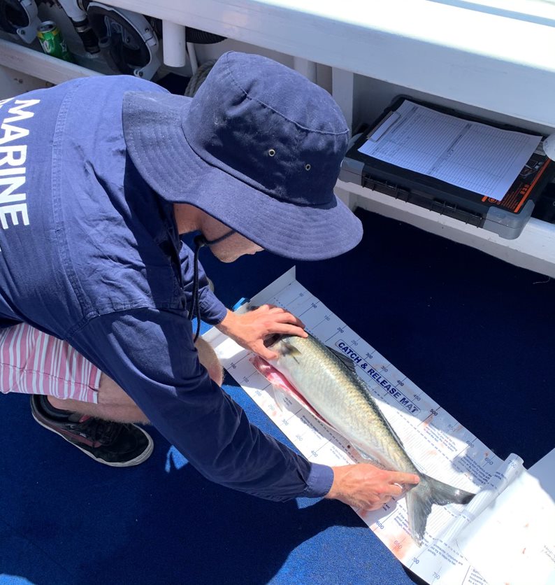 Measuring a fish