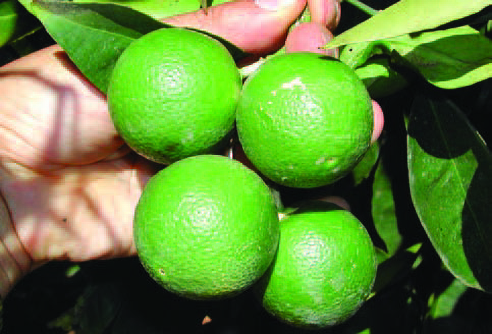 Figure 2. There is no need to thin out all fruit clusters. If the cluster of large fruit is positioned on a branch with a low fruit set, then there is no need to thin. The fruit on the upper right hand side is slightly blemished and should be removed.