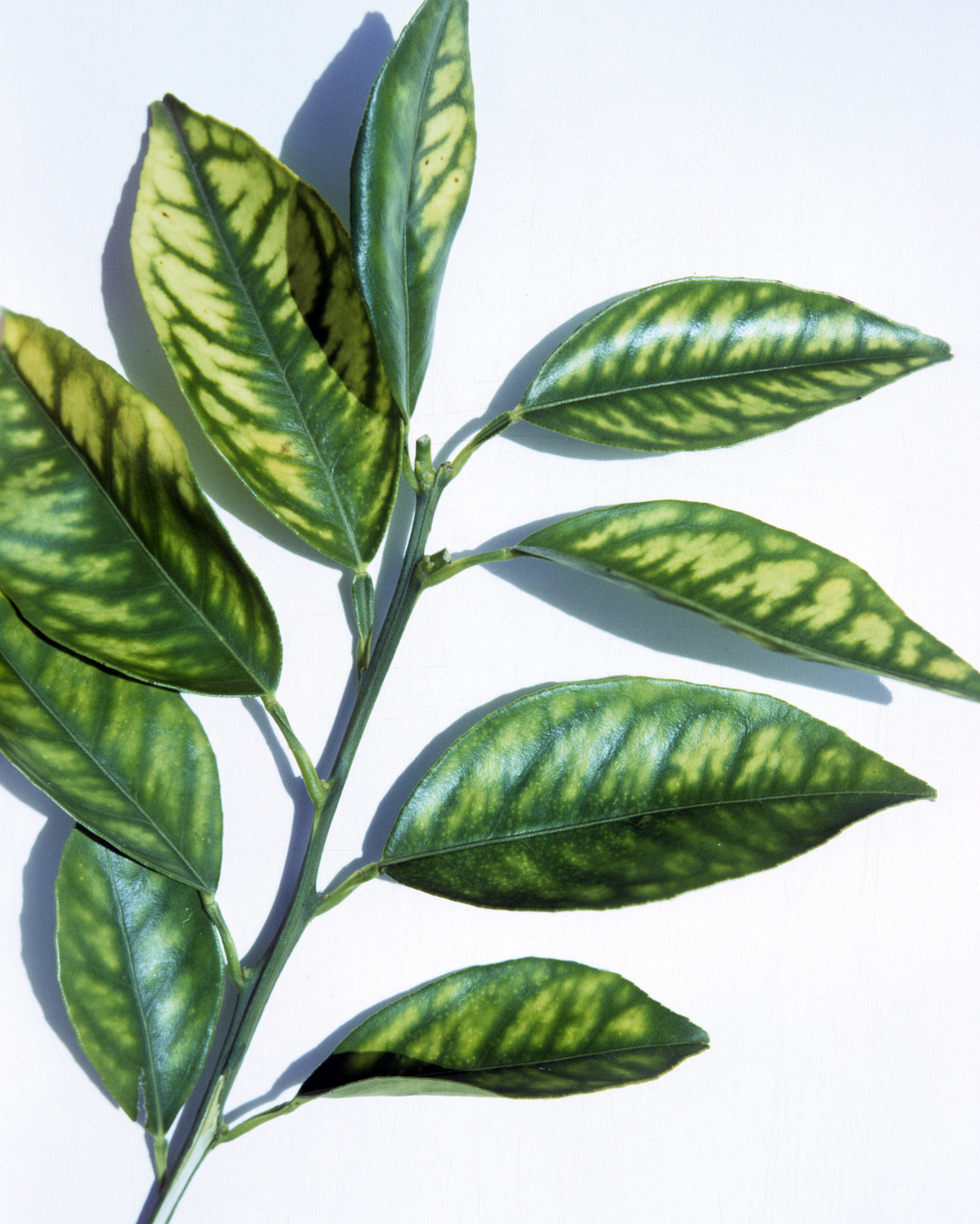 Figure 4. Zinc deficiency in citrus, the areas between the main lateral veins in the leaves are whitish yellow