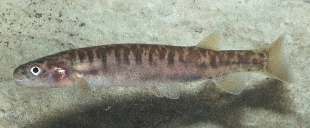 Galaxias brevissimus