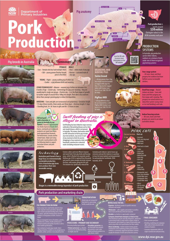 Poster about pork production including breeds, anatomy, growing and marketing