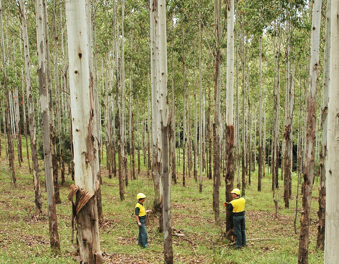 Forestry workers doing inspections at a hardwood plantation.
