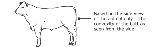 Based on the side view of the animal only - the convexity of the butt as seen from the side Butt profile on live animal