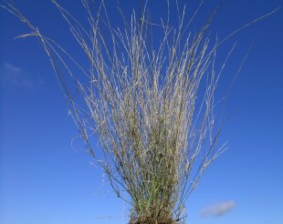 Purple wiregrass