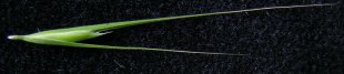 Weeping grass