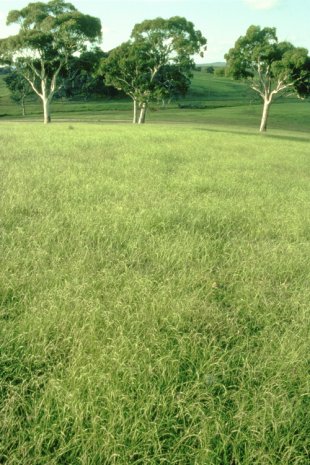 Weeping grass