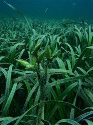 Posidonia in flower