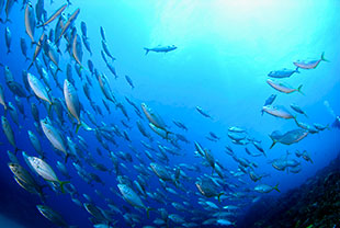 School of Yellowtail