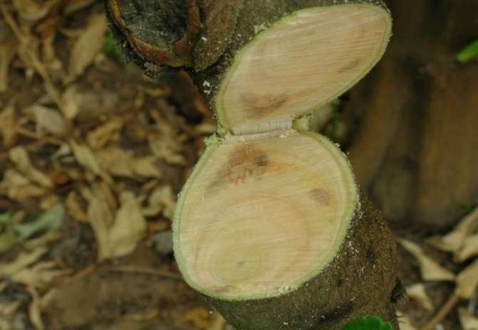 Figure 3. Gum and discolouration of lemon tree wood (Image: N. Donovan, NSW DPIRD) Cut trunk of a lemon tree with a browned section in the white wood