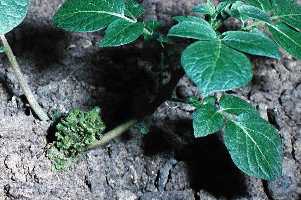 Figure 2. Potato wart growth exposed above the soil (Image: Hans Stachewicz, Institut für Pflanzenschutz in Ackerbau und Grünland) Potato plant with wart like growth protruding from base of plant