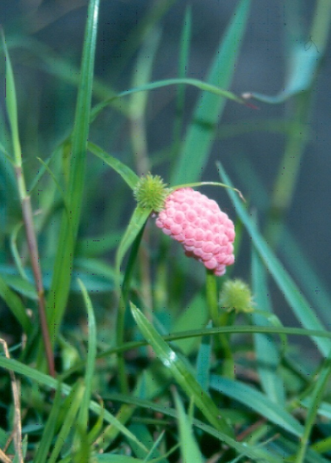 Figure 3. Golden apple snail egg mass (Image: Mark Stevens, NSW DPIRD) Pink egg mass on a green grass leaf