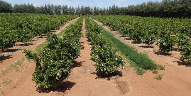 Twin row young trees