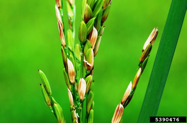 Figure 2. Rice grains infected with bacterial panicle blight (Image: Donald Groth, Louisiana State University AgCenter, Bugwood.org) Seedhead of a rice plant with brown seeds unevenly spaced on the panicle