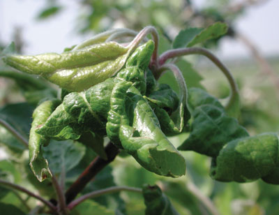 Figure 1. Apple new growth showing leaf curling symptoms caused by rosy apple aphid feeding (Image: Ontario Ministry of Agriculture, Food and Rural Affairs) Apple leaves that have curled over and become misshapen