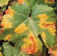 Leaf of a grapevine with yellow and brown patches of disease