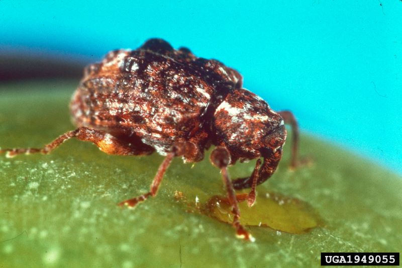 Figure 1. Adult plum curculio feeding on immature fruit (length 4-5 mm) (Image: E. Levine, The Ohio State University, Bugwood.org) Reddish brown weevil with large snout on a bright green leaf