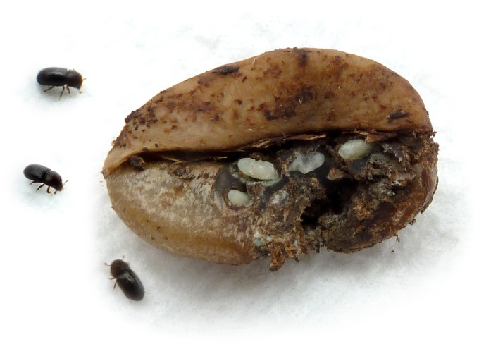 Figure 3. Damage to coffee bean showing boring tunnels caused by larvae and borer pupae (Image: Ambrosia Symbiosis, ambrosiasymbiosis.org) A coffee bean with interior exposed to show white beetle larvae and tunnels in bean