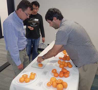 Dave Monks (NSW DPI) cutting new variety fruit for roadshow participants.