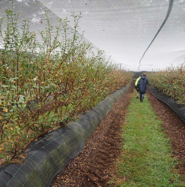 Blueberry Farm