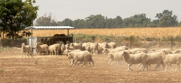 Cotton