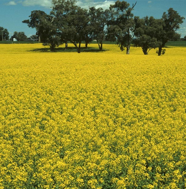 Oilseeds