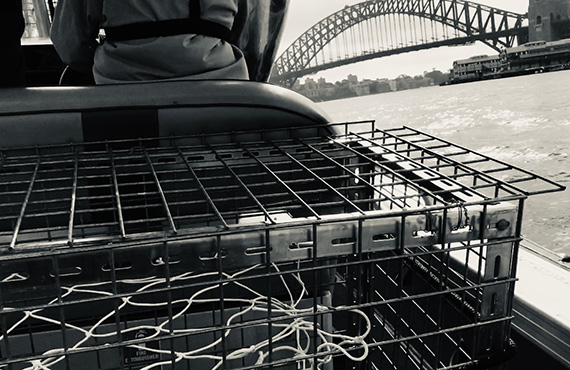 The seahorse hotels are ferried across Sydney Harbour by the Indigenous Gamay Rangers (Photo J. Keating)