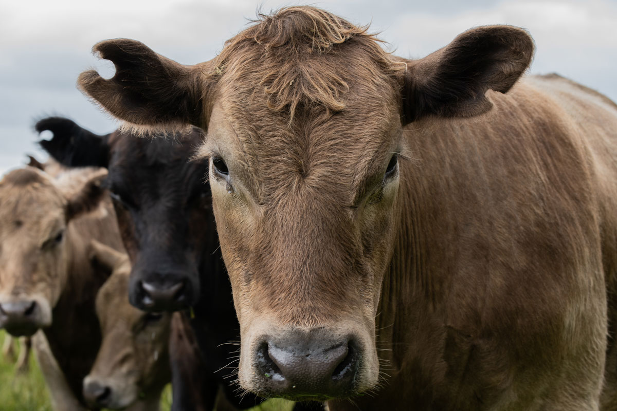 Beef