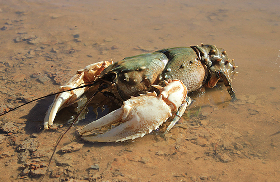 A Murray Crayfish (Photo: N. Whiterod) Image credit Nick Whiterod