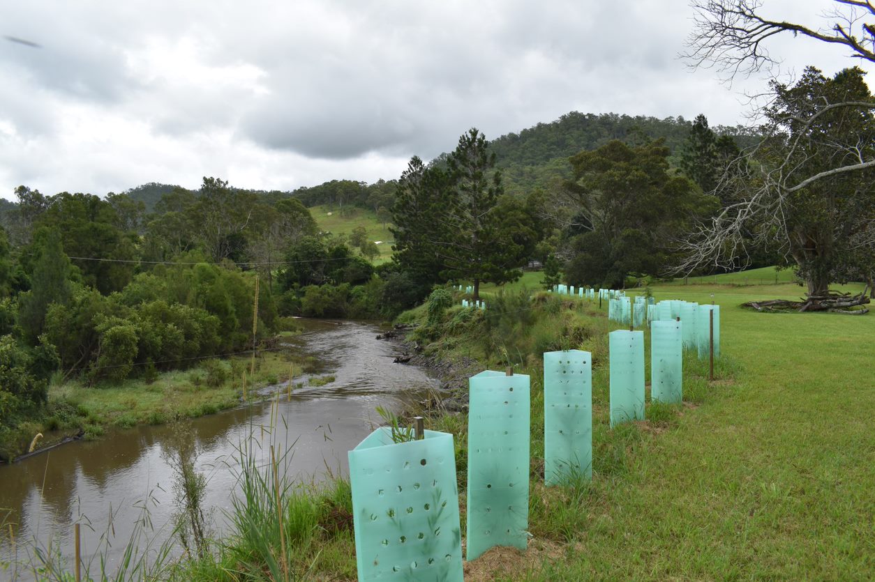 Habitat rehabilitation by protecting young plants