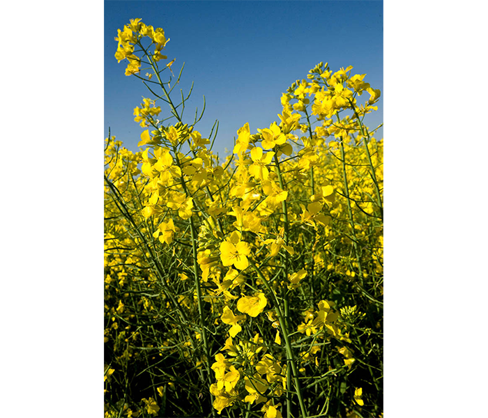 Canola plants