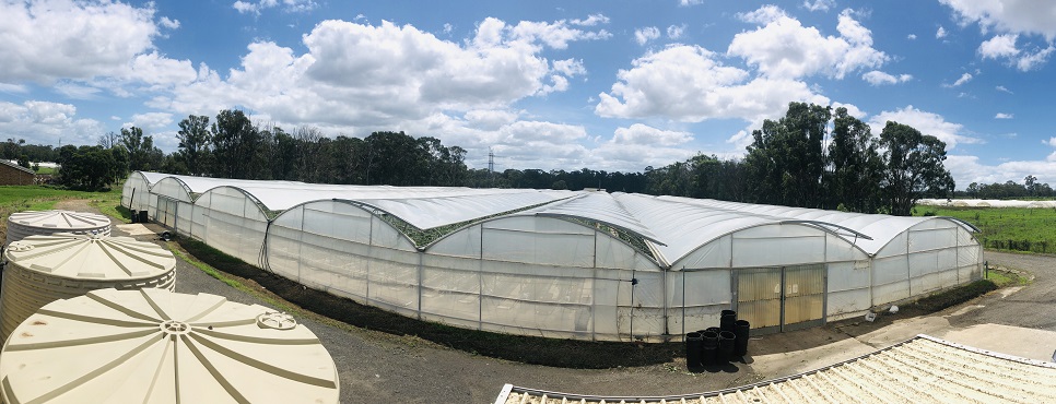 Multi-span greenhouse on farm gravel area with blue sky and farm vehicle 