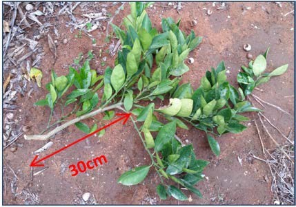 Figure 8. A 30 cm branch unit. All shoots from this branch are monitored. Photo: Craig Swanbury, Fruit Doctors.