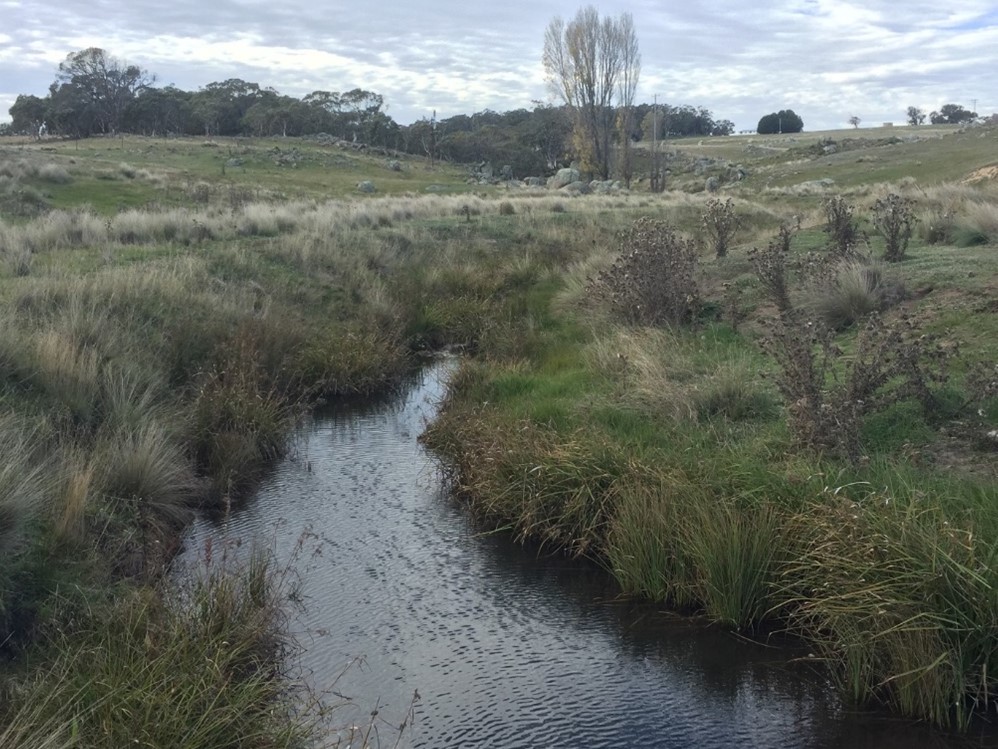 Representative habitat for Galaxias brevissimus