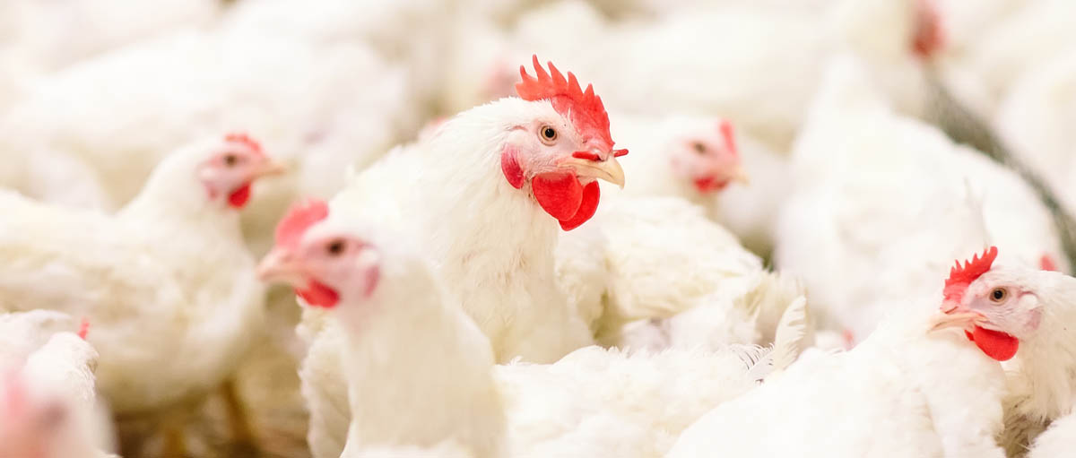 Chickens in a barn