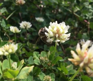 Bees