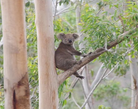 Koala