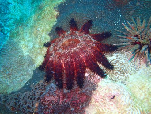 Acanthaster brevispinus