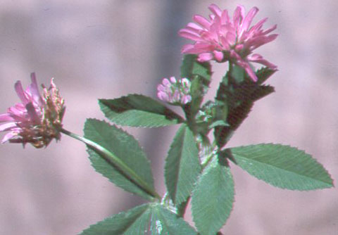 Persian clover