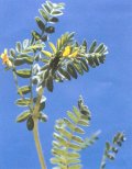 Yellow serradella