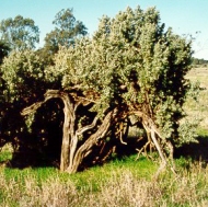 Old man saltbush