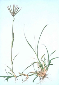 Rhodes grass