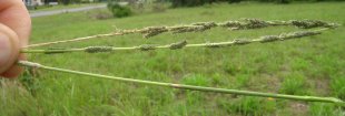 Slender rats tail grass