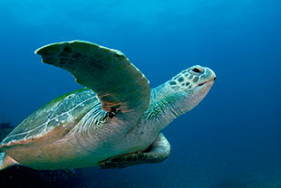 Photo: John Natoli Turtle