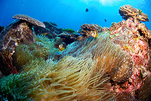 Anemone Bay, Photo: Hamish Malcolm Anemone Bay